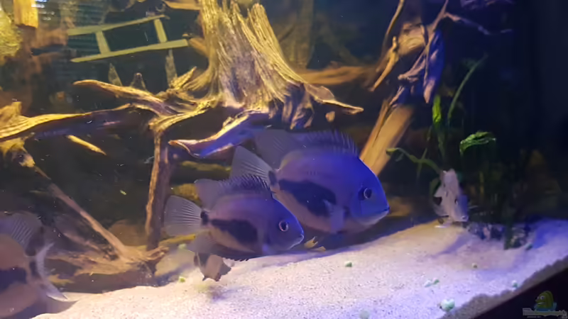 Aquarien mit Uaru amphiacanthoides (Keilfleckbuntbarsch)