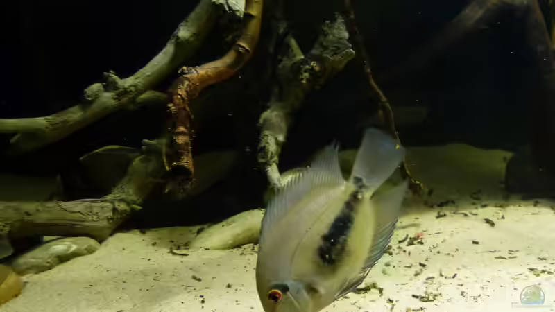 Uaru amphiacanthoides 17.01.15 von ~Marco~ (82)