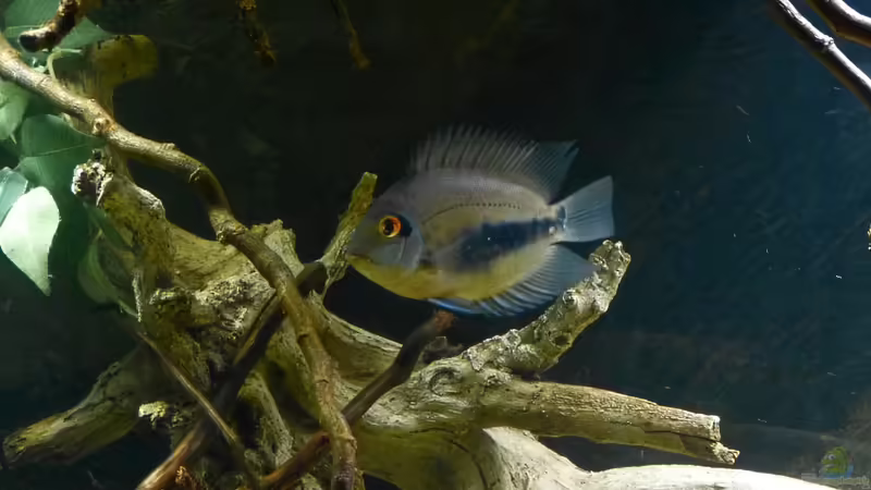 Uaru amphiacanthoides 17.01.15 von ~Marco~ (84)