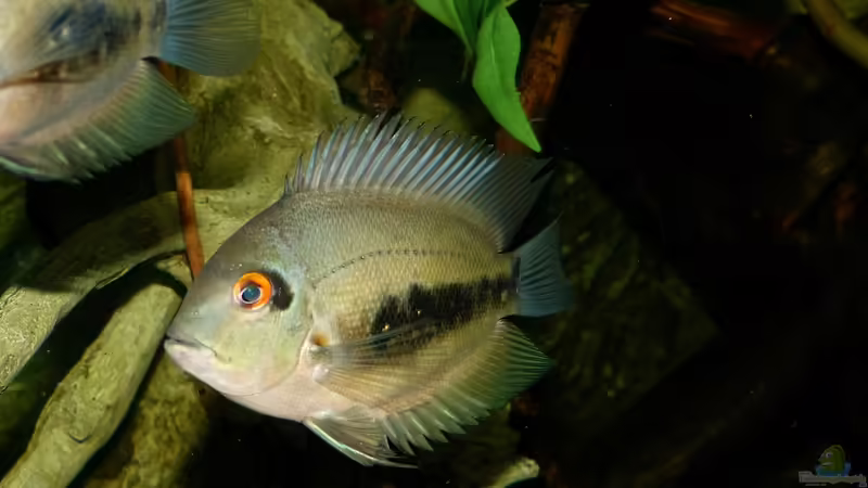 Uaru amphiacanthoides 18.01.15 von ~Marco~ (77)