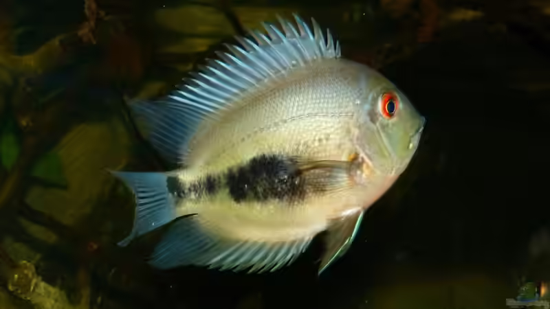 Uaru amphiacanthoides 25.01.15 von ~Marco~ (69)