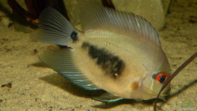 Uaru amphiacanthoides 25.01.15 von ~Marco~ (70)