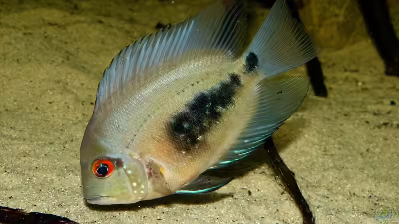 Aquarien mit Uaru amphiacanthoides (Keilfleckbuntbarsch)