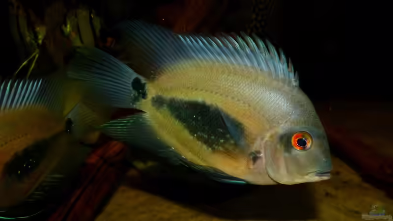 Uaru amphiacanthoides 25.04.15 von ~Marco~ (65)