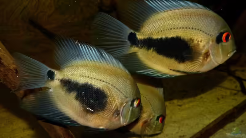 Uaru amphiacanthoides 26.04.15 von ~Marco~ (60)