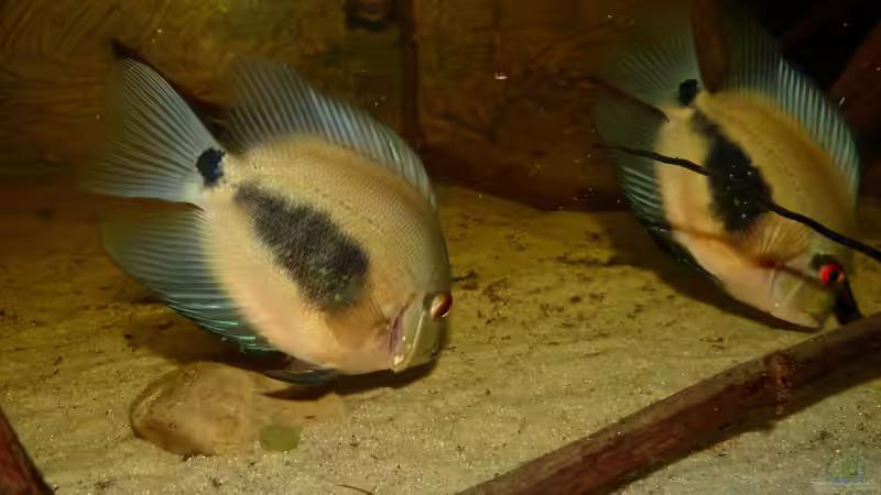 Uaru amphiacanthoides 26.04.15 von ~Marco~ (61)