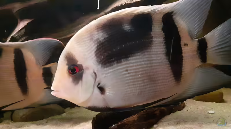 Uaru fernandezyepezi, adult von Agua viva (12)
