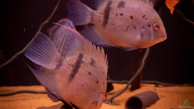 Uaru fernandezyepezi Atabapo / Venezuela von DiskusMummy (88)