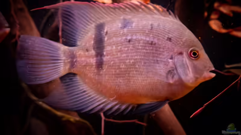 Uaru fernandezyepezi im Aquarium halten (Einrichtungsbeispiele für Orinoco-Keilfleckbuntbarsche)