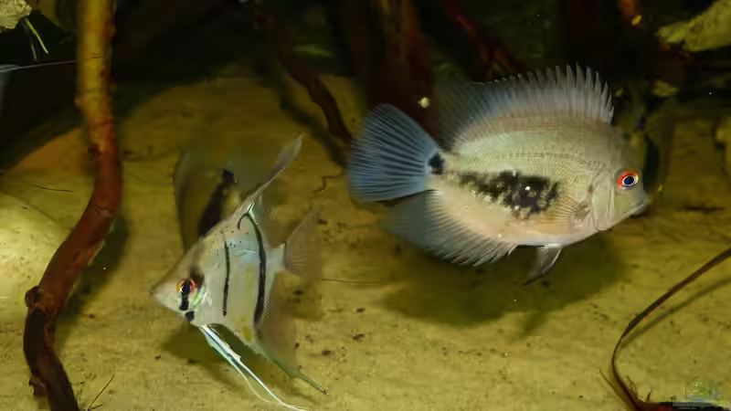 Uaru und Skalar Jungtiere 25.01.15 von ~Marco~ (76)