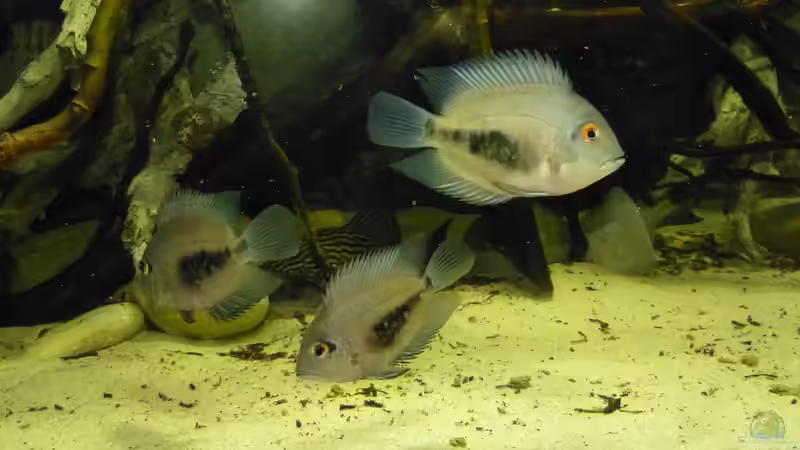 Einrichtungsbeispiele mit Uaru (Keilfleckbuntbarsch)