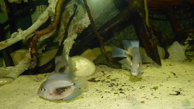 Uaru´s und L330 17.01.15 von ~Marco~ (81)