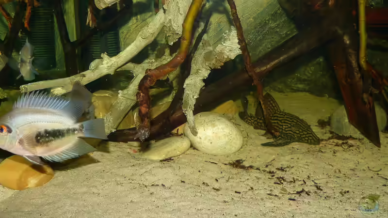 Uaru´s und L330 18.01.15 von ~Marco~ (79)