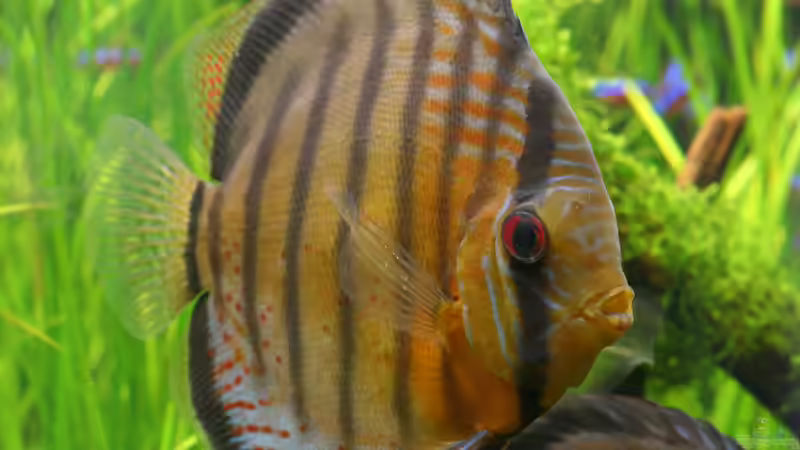 Uatuma Gipsy Red Eye, Wildfang von Alexander Grimmer (18)