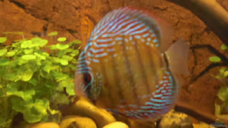 Uatuma WF von Amazonas83 (10)