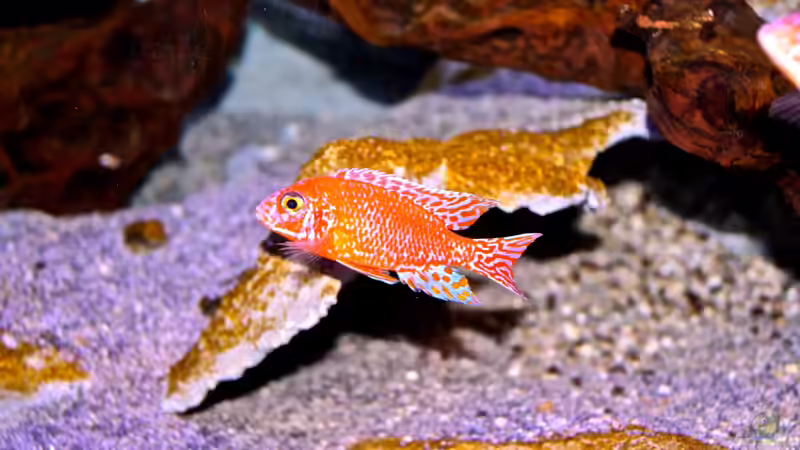 über dem Riff von Cruiser Bruno (81)