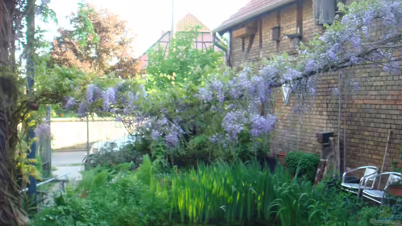 Über dem Teich eine Blauregen´brücke´ von Goldfisch (3)