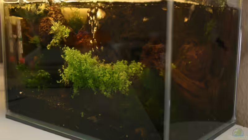 über eck von senf.. (5)