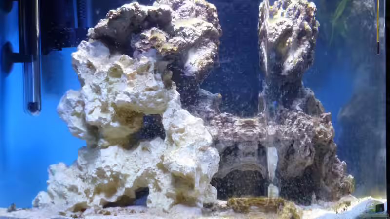 überall Algen von Summse (9)