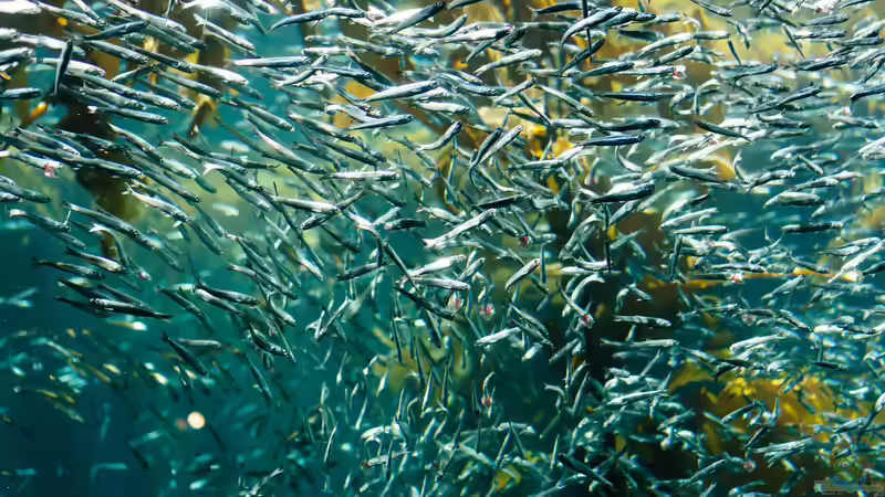 Überbesatz im Aquarium - Ursachen, Folgen und nachhaltige Lösungen