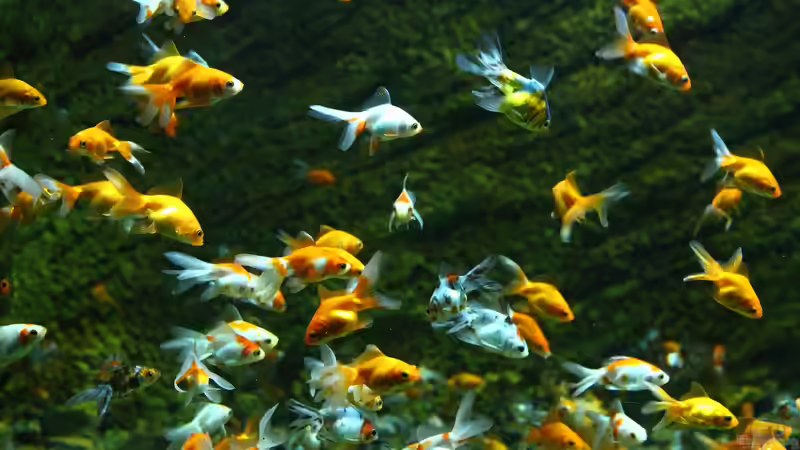 Überbesatz im Aquarium - Ursachen, Folgen und nachhaltige Lösungen