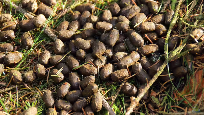 Überdüngung im Garten: Ursachen, Folgen und wirksame Lösungen für gesunde Pflanzen