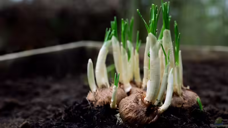 Überdüngung im Garten: Ursachen, Folgen und wirksame Lösungen für gesunde Pflanzen