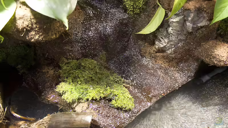 Uferbereich von Hoppe-Terrarienbau (6)