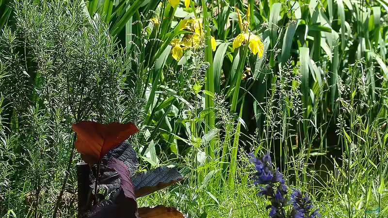 Uferbereich vorderer Teich mit Salbei, Sumpfschwertlilie, Weide, rote Hasel von Goldfisch (6)