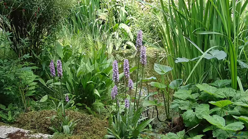 Uferbereich vorderer Teich von Goldfisch (10)