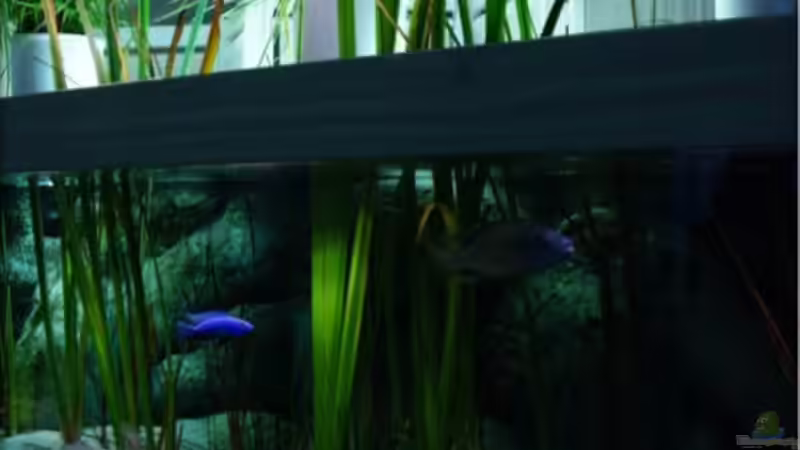 Uferzone mit Röhricht und Ufer-Vegetation (28.07.2012) von Der Schweizer (15)