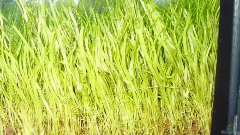 Ultricularia graminifolia in der Nahaufnahme von Patrick Stobbe (5)