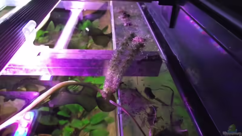 Ulvaceus Blüte von Dr. Manhattan (21)