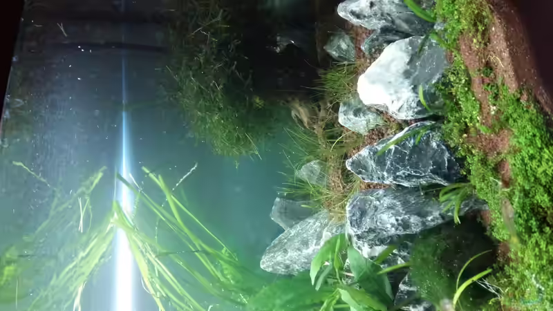 Um dekorieren und eleocharis pflanzen  von Spawngrow (17)