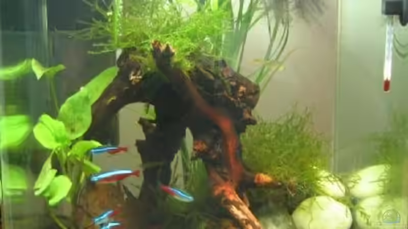 Umbau 2.5.09 von gomtuu (5)