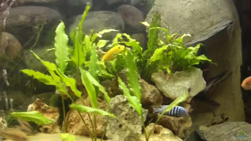 Umbau mit mehr Grün und weniger Steinen von Tobias Blume (2)