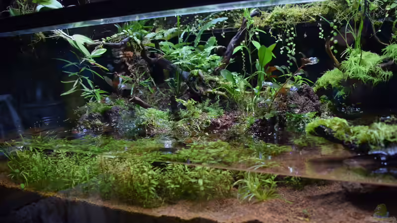 Umbau von 10.09.2017 von Junglist (10)