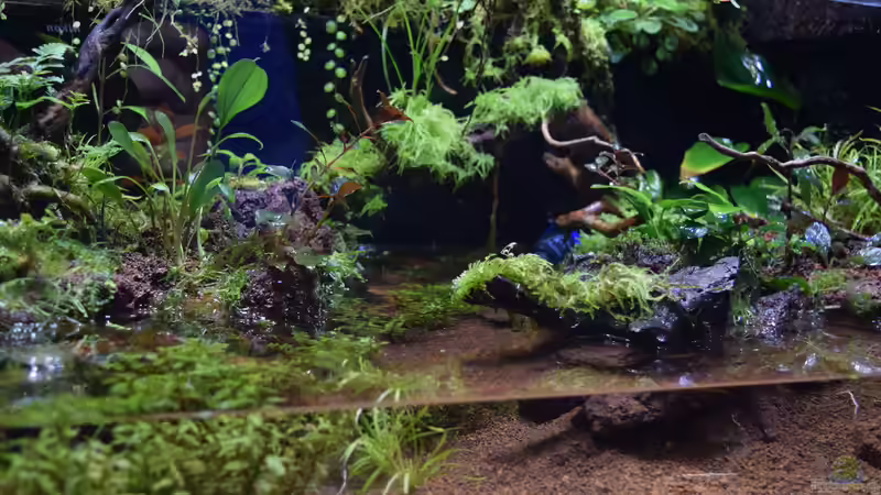 Umbau von 10.09.2017 von Junglist (12)