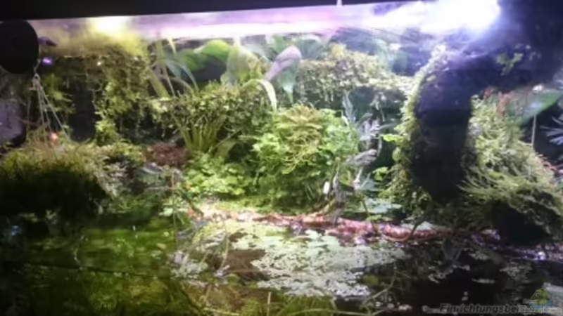 Umbau zum Paludarium von Schakal (1)