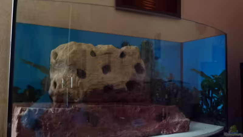 Umbau zum richtigen Malawibecken von Couro (7)