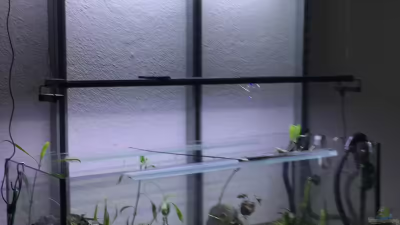 Umbauphase von Paule ´s Beckenbauer (13)