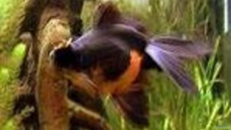 umfärben von schwarz nach orange von Ronald Boshold (14)