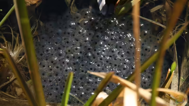 Umgang mit Amphibienlaich im Gartenteich: Was erlaubt ist, was nicht - und wie man Amphibien unterstützen kann