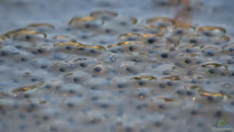 Umgang mit Amphibienlaich im Gartenteich: Was erlaubt ist, was nicht - und wie man Amphibien unterstützen kann