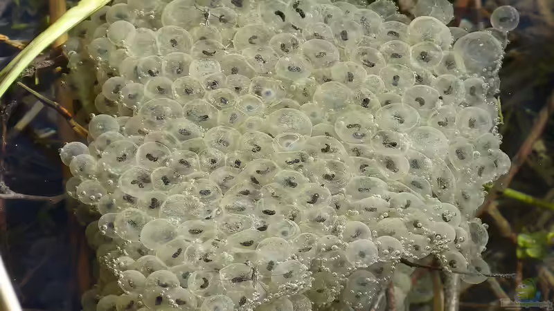 Umgang mit Amphibienlaich im Gartenteich: Was erlaubt ist, was nicht - und wie man Amphibien unterstützen kann