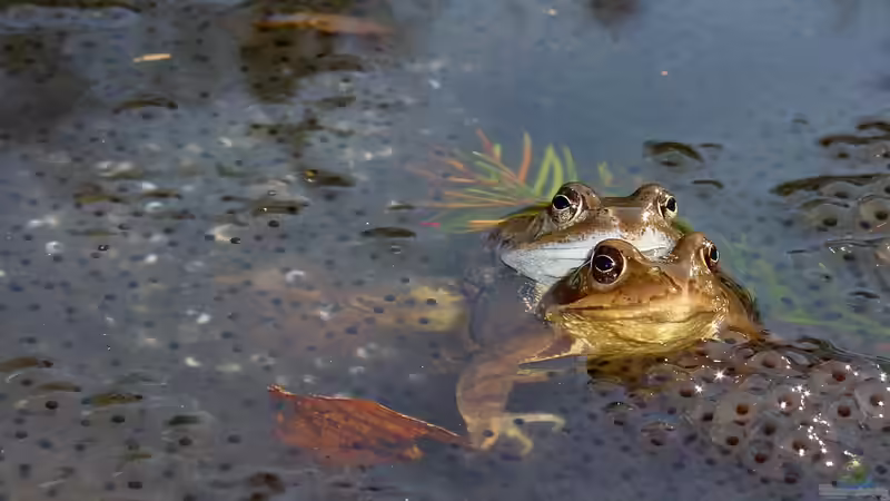 Umgang mit Amphibienlaich im Gartenteich: Was erlaubt ist, was nicht - und wie man Amphibien unterstützen kann