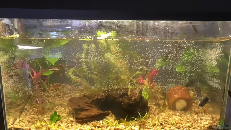 Umgebaut von Ceylon (4)