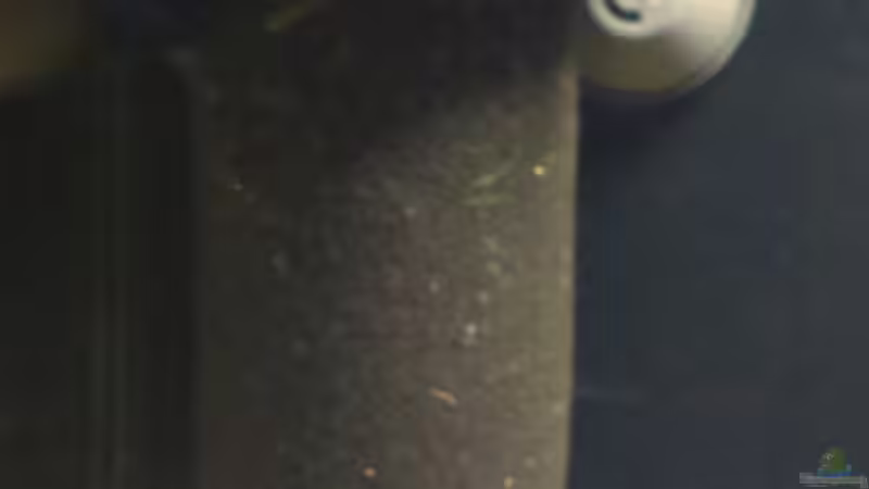 Umgebauter Aquaball von Pflanzenfreund (16)