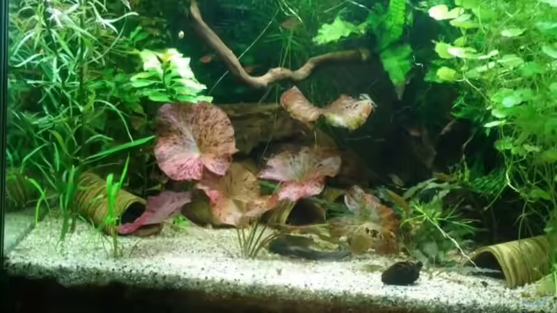 Umgeräumt und Wasserwechsel  von Miss Kasimir (8)