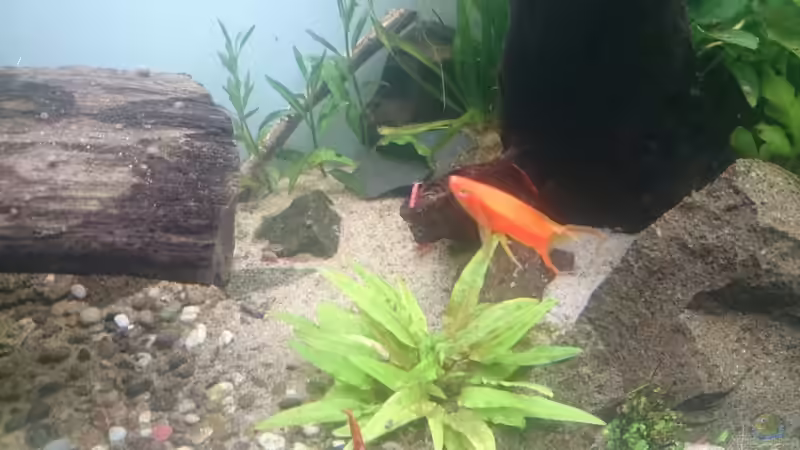 Umgesiedelte Nomaphila stricta Fleur im Hintergrund. von Aquaristik-Padawan (21)